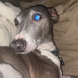 Meet your Posher, Elliot